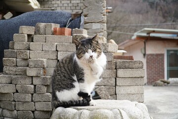 The wild mackerel, Tabi cat