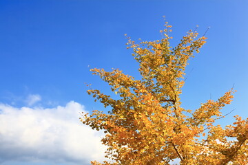 青空とイチョウ
