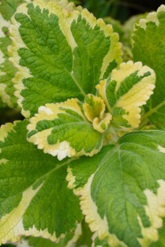 The yellow-and-green variegated leaves of 'Lemon Twist' plectranthus (Plectranthus 'Lemon Twist')