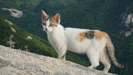 A young tricolored cat in the wild
