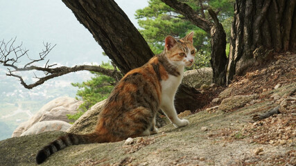 Fototapeta premium A young tricolored cat in the wild