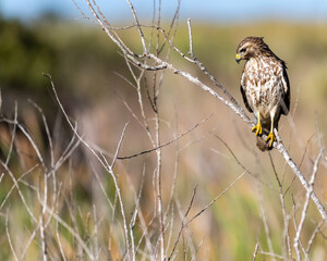 Hawk looking right, hawk stalking, bird of prey, hawk observing, hawk hunting