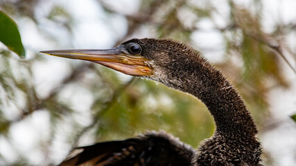 Anhinga looking right, close up
