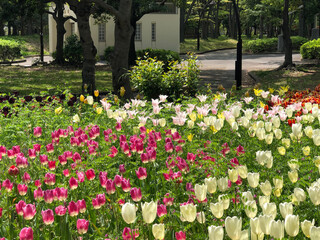 Obraz premium 公園のチューリップ畑