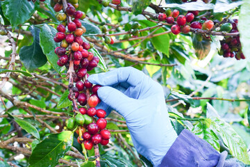  cherry coffee beans. Red Berry Plant Fresh Coffee Beans Coffee Arabica red coffee beans