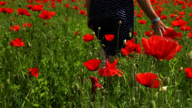 A girl walks through a field with red poppies