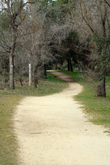 dirt road entering the forest