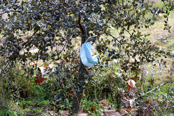 Blue surgical mask hooked on a bush in the middle of the field