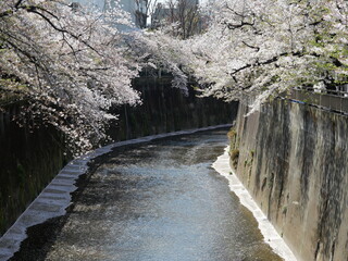 春の東京の石神井川沿いで咲く桜の花の風景