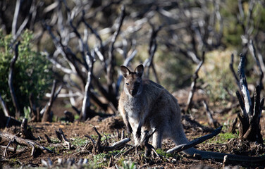 Naklejka na ściany i meble The Bennetts or Red Necked Wallaby (Notamacropus rufogriseus).