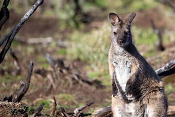 The Bennetts or Red Necked Wallaby (Notamacropus rufogriseus).