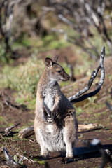 Fototapeta premium The Bennetts or Red Necked Wallaby (Notamacropus rufogriseus).