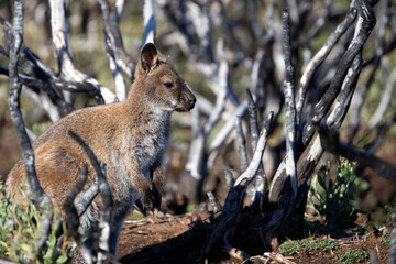 The Bennetts or Red Necked Wallaby (Notamacropus rufogriseus).