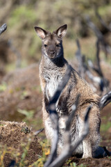 The Bennetts or Red Necked Wallaby (Notamacropus rufogriseus).