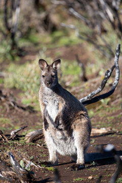 The Bennetts or Red Necked Wallaby (Notamacropus rufogriseus).