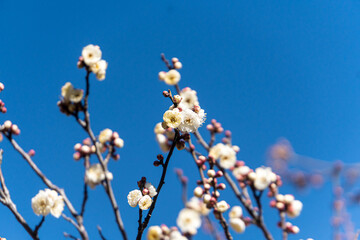 White plum blossoms in the farmyard