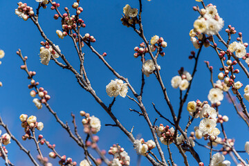 White plum blossoms in the farmyard