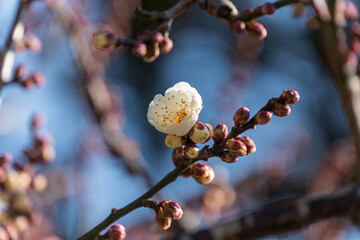 White plum blossoms in the farmyard