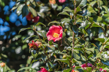 red camellia in the garden