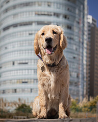 golden retriever playing in the city dog beutiful puppy 