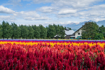 花畑のカーペット (日本 - 北海道 - ファーム富田)