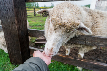 羊と戯れる 餌やり(日本 - 北海道 - 星に手のとどく丘キャンプ場)