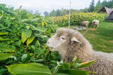 羊と戯れる 餌やり(日本 - 北海道 - 星に手のとどく丘キャンプ場)