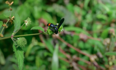 Red-banded wasp collecting nectar from a wild blossom in the meadow.