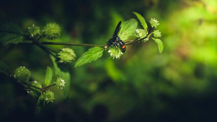 Scolia Fasciatopunctata wasp collecting nectar from wild blossoms, 1st light in the morning.