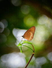 Beautiful common crow butterfly resting on top of green leaf, natural environment bokeh background.