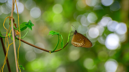 Beautiful Butterfly in natural habitat, green bokeh background.