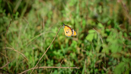 Plain tiger butterfly (Danaus Chrysippus) close-up shot, side view. embracing the morning light in the meadow.
