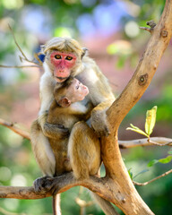 Mother's love, Torque macaque female monkey hugs and holds cute baby close to her body.