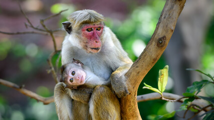 Mother's love, Torque macaque female monkey and its baby, watchful of the surroundings, cute baby looking out curiously.