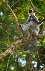 Tufted gray langur sitting on a tree branch looking up, long tailed furry primate portrature.