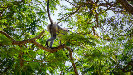 Grey langur monkey walks away in a tree branch high up, showing its backside.