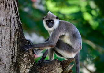 Madras gray langur alpha monkey on the lookout. Lost vision on the left eye,