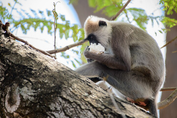 Hungry Tufted gray langur (Semnopithecus Priam Thersites) monkey eats rice on the tree close up.