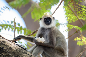 Tufted gray langur monkey-eating on the tree, holding food in one hand and on the lookout, close up wild monkey portraiture.