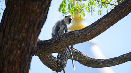Obraz premium Monkey with the baby on a tree branch, Kataragama Kiriwehera temple in the background.