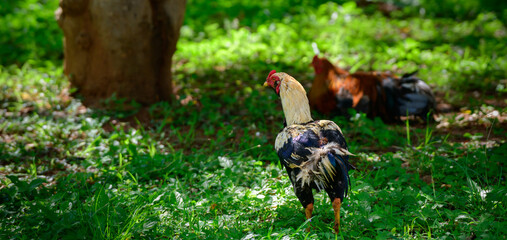 Male domestic fowl and hen under the shade of a tree.