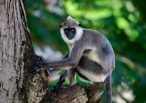 Madras gray langur alpha monkey on the lookout. Lost vision on the left eye,