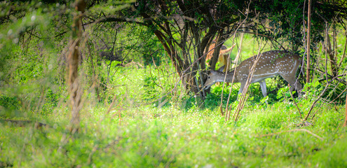 Ceylon spotted deer grazing in the shade of a small bushy tree. Spotted in Udawalawe National Park safari.