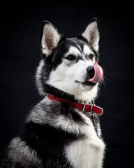 husky siberian Alaskan malamute and husky dogs beutiful huskies