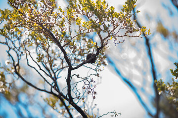 In the Tree
