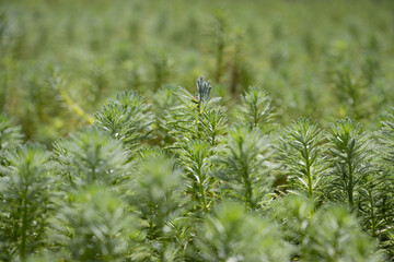 nature photo, green lagoon vegetation for natura wallpaper with copy space and blur. 