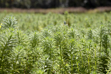 nature photo, green lagoon vegetation for natura wallpaper with copy space and blur. 