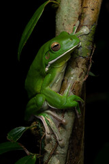 White-lipped Tree Frog (Litoria infrafrenata), the world's largest tree frog. Babinda, Queensland, Australia.