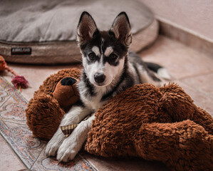 puppy husky siberian beutiful dog Alaskan malamute and husky dogs © cinthiamunozt