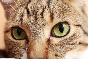 Naklejka na ściany i meble Closeup view of cute tabby cat with beautiful eyes